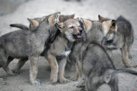 You Can Snuggle Wolf Pups All You Want They Still Wont ‘get You