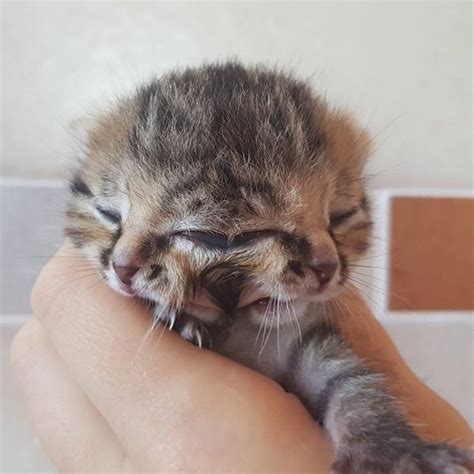 Adorable Kitten Is Born With Two Faces Due To An Extremely Rare Condition Cutest Cats Ever