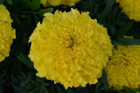 Marigold Flower Yellow Green Thumb Advice