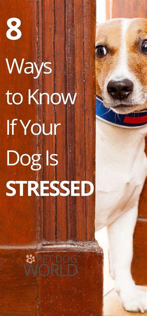 8 Ways To Know If Your Dog Is Stressed Pet Dog World