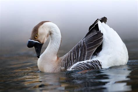 A Gorgeous Pose Swan Goose Anser Cygnoides Domesticus Memb Flickr