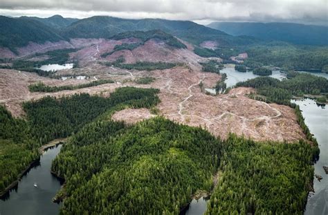 Save The Rare Wild Beauty Of The Tongass National Forest From Renewed