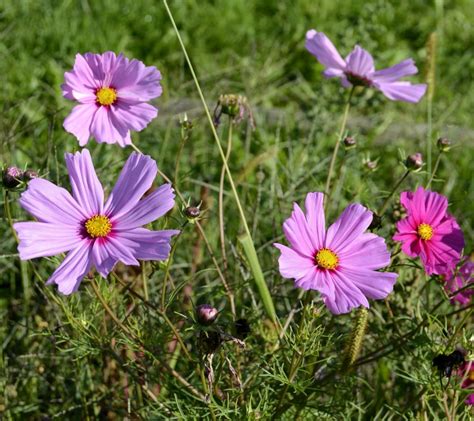 Cosmos - sowing and caring for these abundant flowers