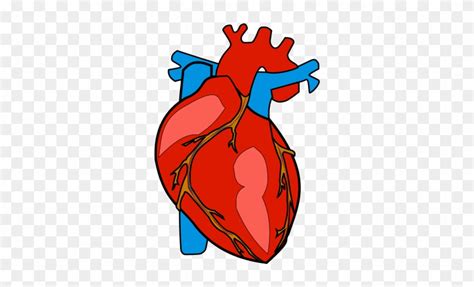 Heart Images Hd Human Body Find Images Of Human Heart Mambu Png