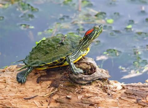 How Big Do Red Eared Sliders Get Detailed Guide Reptiles Time