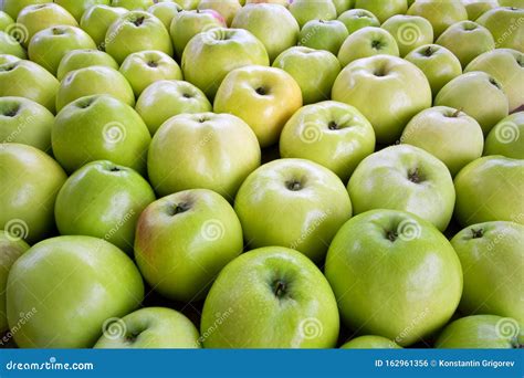 Large Group Of Green Ripe Apples Background Texture Of Green Colored