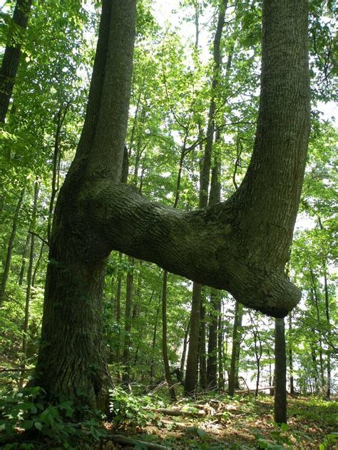 Did Native Americans Bend These Trees To Mark Trails Atlas Obscura
