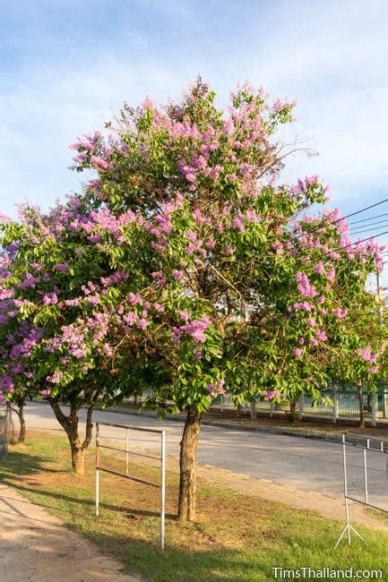 Here is a list of 10 best flowering trees in india that will make your garden colourful. Flowering Trees of Thailand - Pride of India - Tim's Thailand