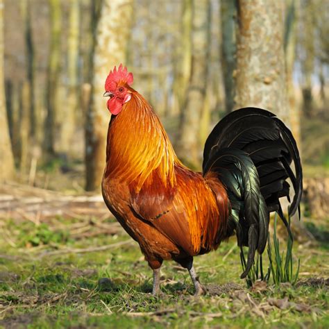Rhode Island Red Chicken Breed Guide Know Your Chickens 2022