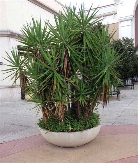 When using yucca plants in landscaping, you shouldn't place them in high traffic areas. yucca plant large | Yucca plant care, Yucca tree, Yucca plant
