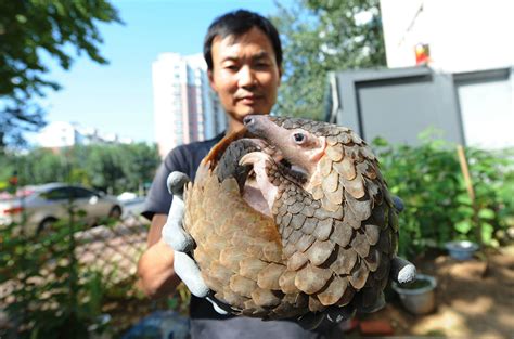 China Finally Removes Pangolin Scales From Approved Ingredients In