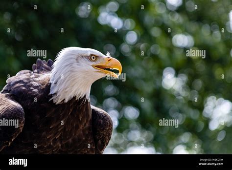 Bald Eagle Talons Close Up Hi Res Stock Photography And Images Alamy