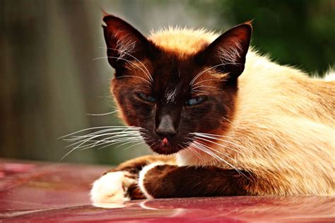 Wenn dir „siamesische katze gefällt, gefallen dir vielleicht auch diese ideen. Kostenlose Bild: Katze, Tier, niedlich, Porträt ...