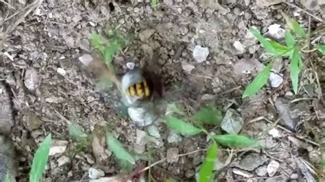 Alabama extension entomologist, xing ping hu, said the cicada killer and the european hornet are also confused with one another. European Hornet vs. Cicada - YouTube