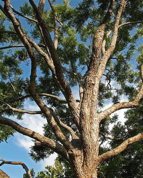 Native Texas Pecan Tree Carya Illinoensis Photograph By Connie Fox