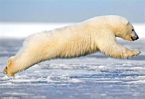 Polar Bear Cub Jumps In Frozen Alaskan Waters For A Swim In Photos