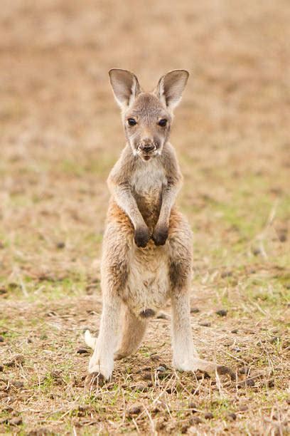 Baby Kangaroo Stock Photos Pictures And Royalty Free Images Istock