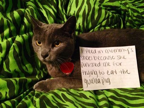 20 Asshole Cats Being Shamed For Their Crimes Bored Panda