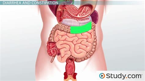 rectum functions of the large intestine and water absorption video and lesson transcript