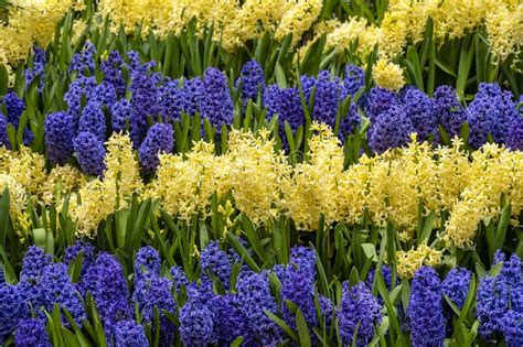Buy yellow flower arrangement, yellow flower bouquet in vietnam. Beautiful Blue And Yellow Vietnamese Flowers Tien Ong ...
