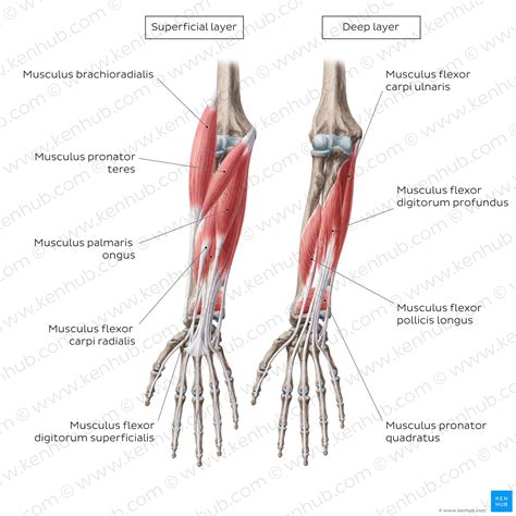 Musculus Flexor Pollicis Longus Anatomie And Funktion Kenhub Images