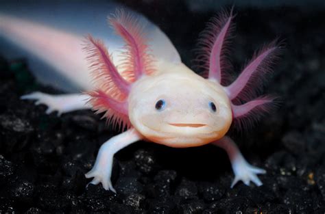 Most axolotl keepers keep them with no other types of animals for a few reasons. Now that's a swimming smile, Axolotl salamander finds home ...
