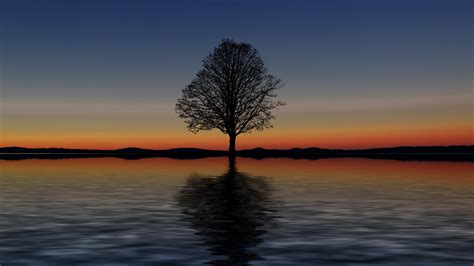 Wallpaper Id 14988 Tree Lonely Horizon Reflection Sunset