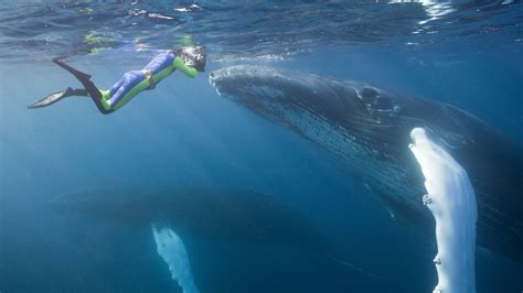 Swim With Humpbacks And Whale Sharks In Australia