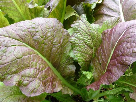Leafy Greens Take Center Stage In The Fall Vegetable