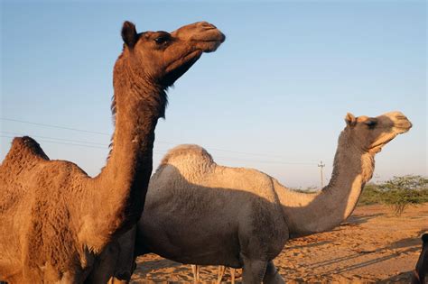 Once Restricted To Herders Camel Milk Is About To Hit The Shelves