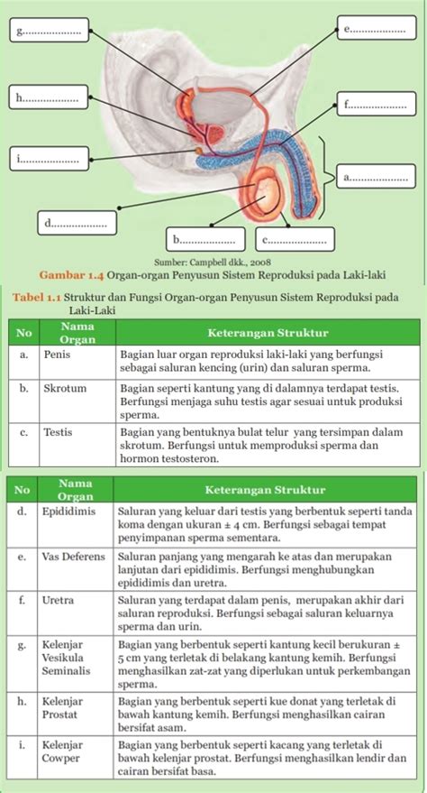 Sistem Reproduksi Laki Laki Dan Fungsinya Homecare24