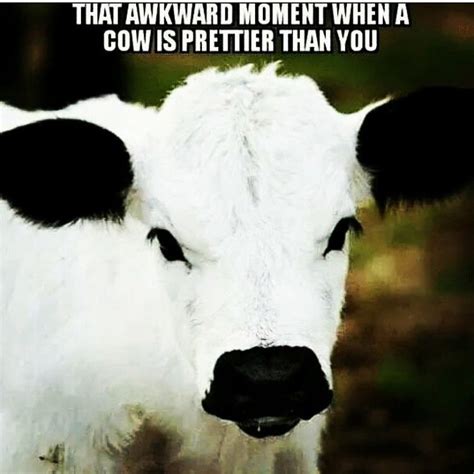 Pin By Sherry Fredriksen Snider On Silliness Extreme Cows Funny