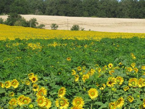 Feb 21, 2019 · gestion de l'ambroisie à feuille d'armoise en tournesol et soja 15 juil. Gestion de l'ambroisie à feuille d'armoise en tournesol et ...