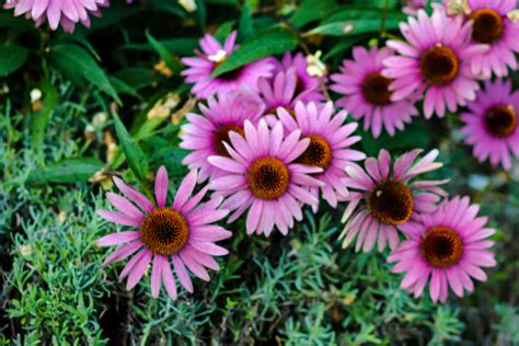 14 Healthy Facts To Know About Echinacea Page 12 Of 15
