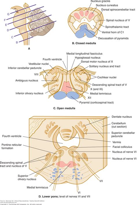 Functions of the brain stem. Bookbrain Stem Nuclei / Goodreads helps you keep track of ...