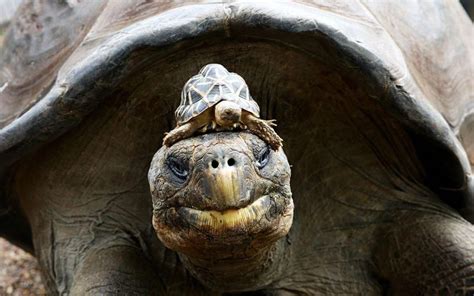 Hugo The Giant Galapagos Tortoise Gives A Ride To An Indian Star