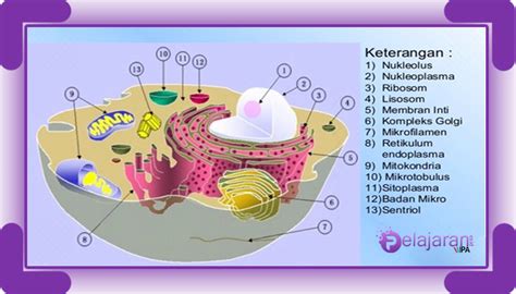 Detail Gambar Sel Tumbuhan Lengkap Dengan Keterangannya Koleksi Nomer 55