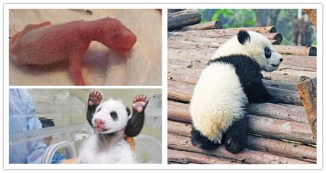 Giant Panda Facts Printable