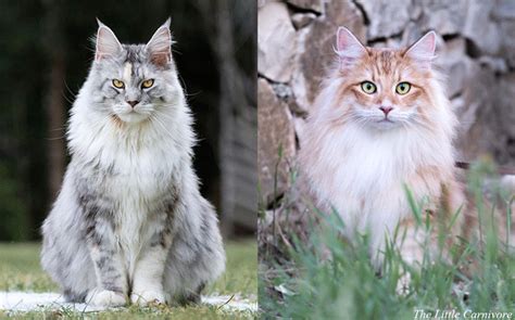 Norwegian forest cat may be more expensive than maine coon cats specifically because they originate in the northern europe and are adapted to the extremely cold climate. Maine Coon vs Norwegian Forest cat — The Little Carnivore