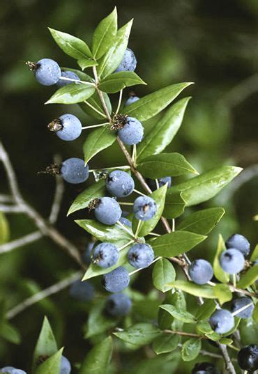 Il liquore ottenuto dalle sole bacche, o dalle bacche e le foglie, fa parte della tradizione popolare di sardegna. Ricetta del Liquore di Mirto nel 2019 | Liquori, Vino ...