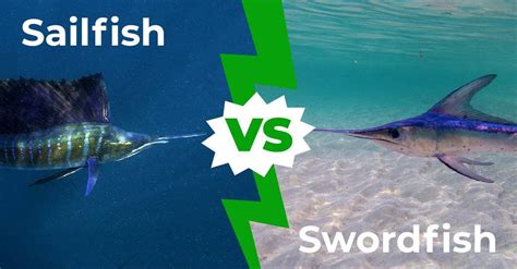 Sailfish Vs Swordfish Five Main Differences Explained Az Animals