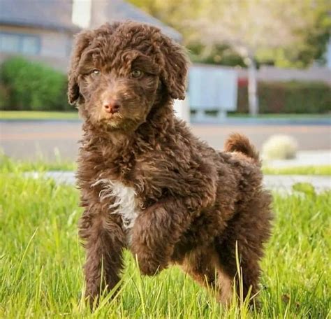 Aussiedoodle Aussiepoo History Temperament Care Training Feeding And Pictures