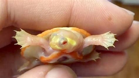 Albino Baby Turtle Born With Its Heart Outside Its Body Has Survived