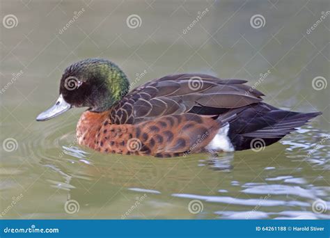 Male Chestnut Teal Anas Castanea Swimming Stock Photos Free And Royalty