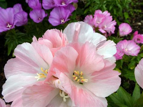 Free Image Of Beautiful Pink And White Flower Petals