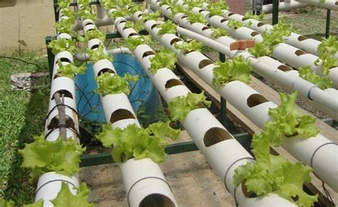 Aprende A Realizar Un Sistema De Cultivo Hidropónico En Tu Casa