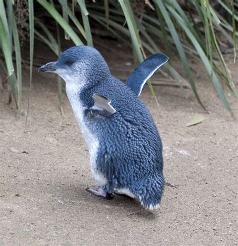 Small fries of the spheniscidae family, little penguins are native to australia and new zealand. Little Blue Penguin, Phillip Island, Australia. | Animals ...