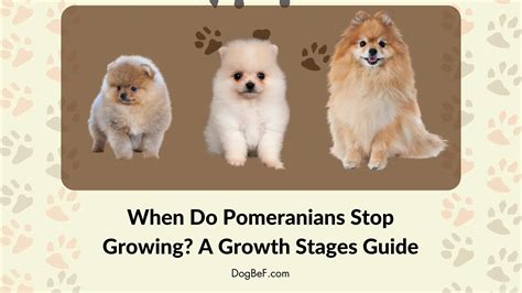 When Do Pomeranians Stop Growing A Growth Stages Guide 2024