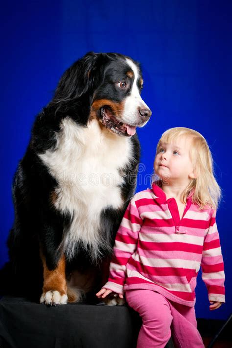 Bernese Mountain Dog And Young Baby Stock Image Image Of