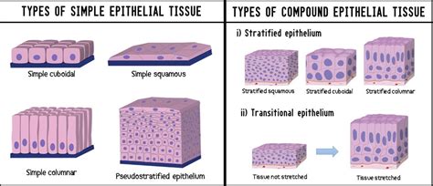 Types Of Epithelial Tissue Definition Characteristics And Functions Free Biology Notes